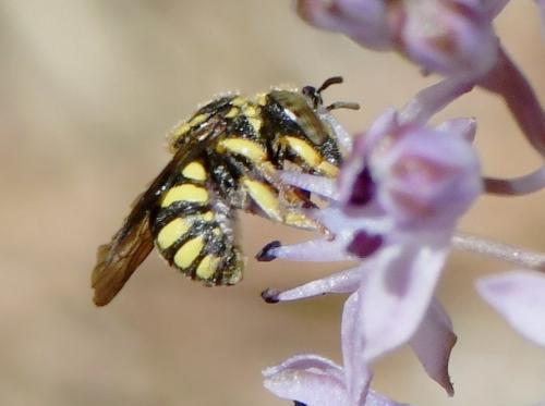 Anthidiellum sp.